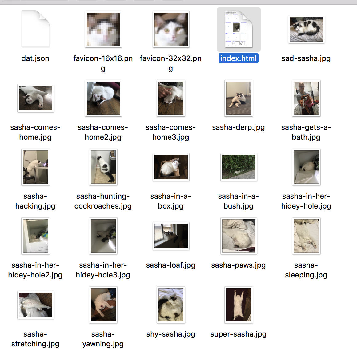 Sasha's cat files